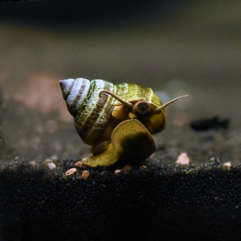 Pianoschnecke / Pinselalgenschnecke, Taia naticoides